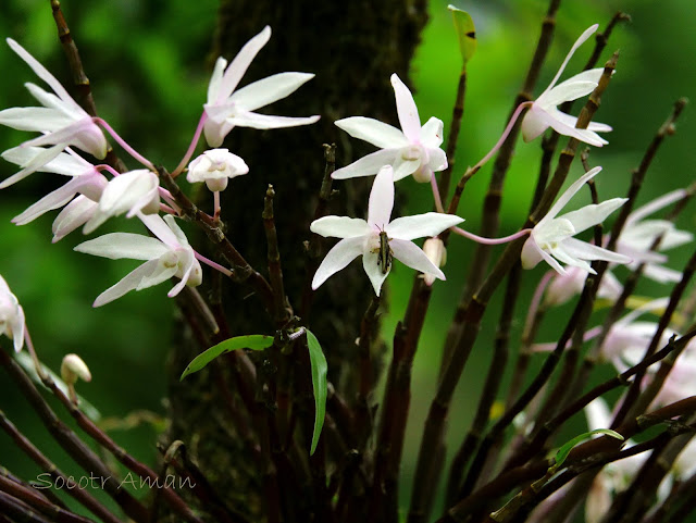 Parapodisma takeii