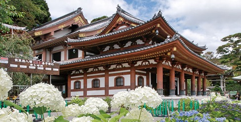 hasedera