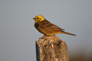 Male Yellowhammer