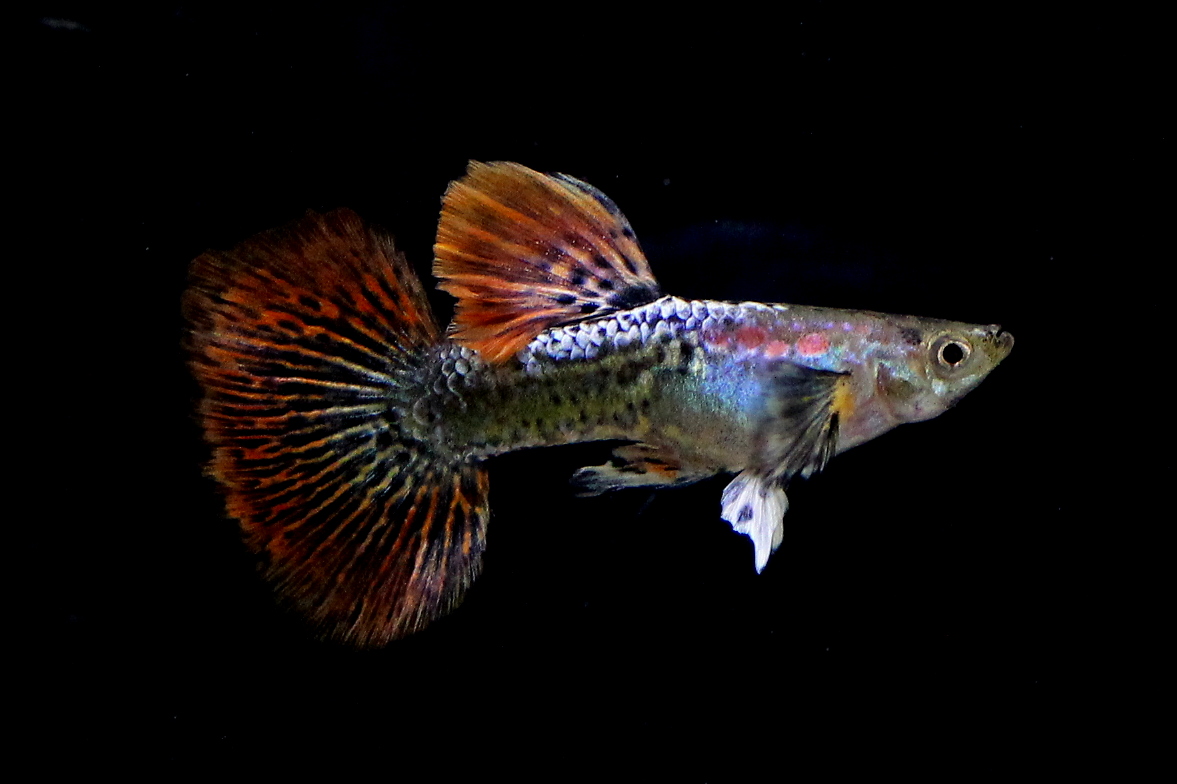  Guppy  Dragon  Big Ear Sale Guppy  Fish Indonesia