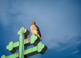 Amelia perched on a church cross.