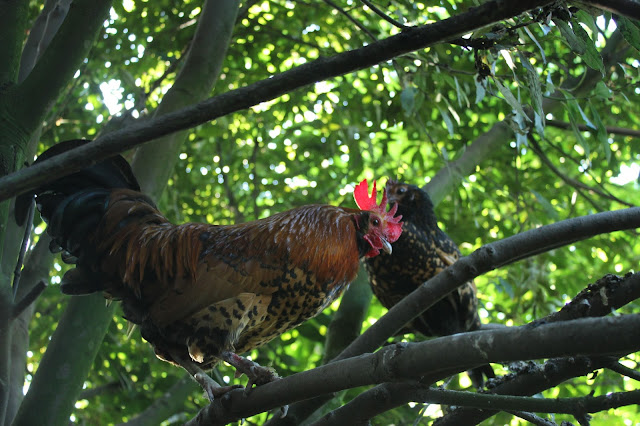 Organic chickens in a forest garden - roosting