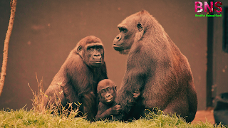 Gorilla animals HD wallpaper picture images mobile