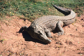 cocodrilo americano Crocodylus acutus