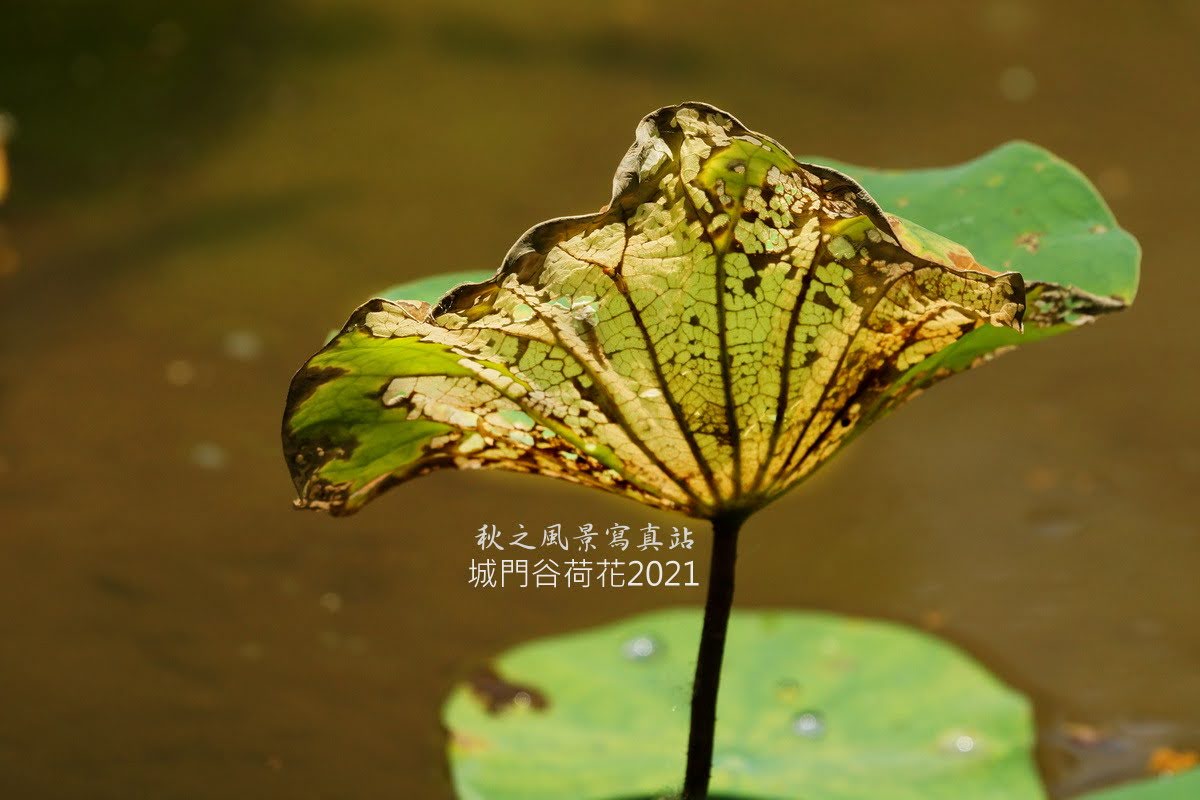 秋之風景寫真站 香港遊 城門谷公園 初夏 5月荷花21 秋之風景寫真站