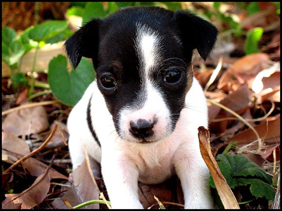 adorable_animal_baby_13