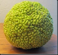 hedge-ball_web