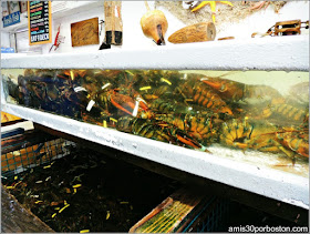 Lobster Shacks en Massachusetts:Langostas en el Roy Moore Lobster Company