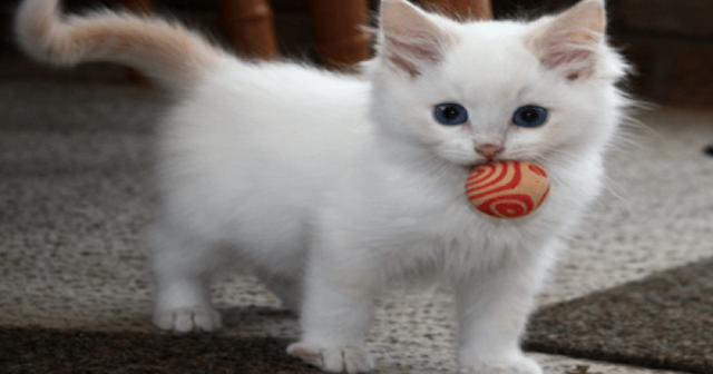 Download Suara Kucing Asli mp3 (Lengkap, Bisa Untuk Apa Saja) - Unsur Rimba