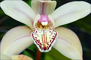 Cymbidium Orhids