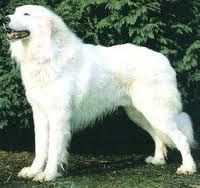 Akbash is a fairly rare dog breed