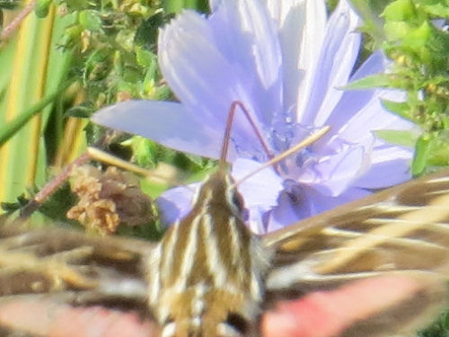 white lined hawk moth on chicory