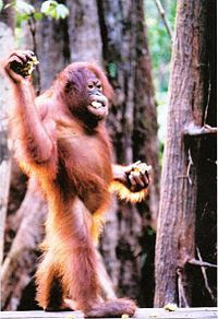 orang utan