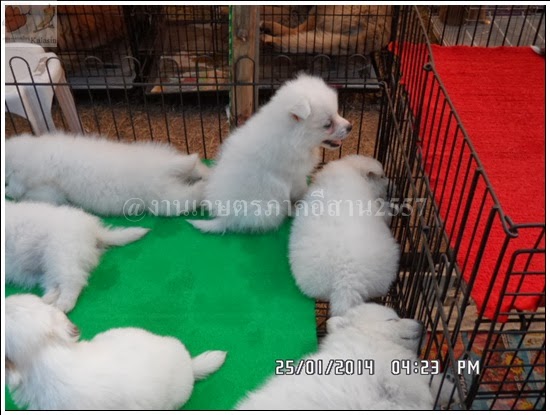 'งานเกษตรภาคอีสาน ขอนแก่น 2557