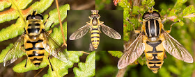 Three hoverflies: Myathropa florea, Sphaerophoria species, Helophilus pendulus.  St Paul's Cray Common, 7 August 2013.