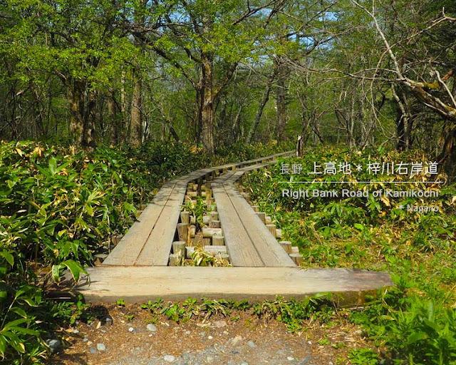 上高地･梓川右岸道：神池〜河童橋70分コース