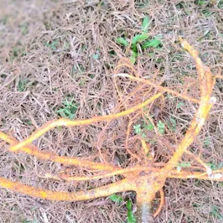 Mulberry Root