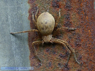 Araignée de France - Araignées françaises non identifié