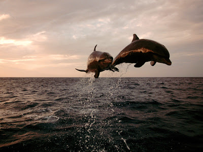 best animal wallpaper, desktop wallpapers, dolphin wallpapers, dolphin, top pictures