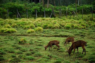 Penangkaran rusa di Bumi Perkemahan Ranca Upas Ciwidey Bandung 