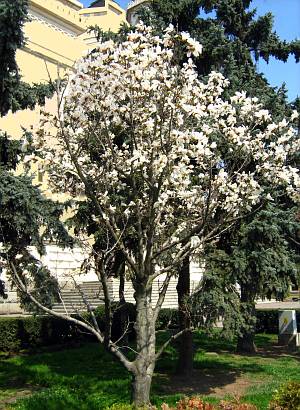 family health history tree. family health history tree