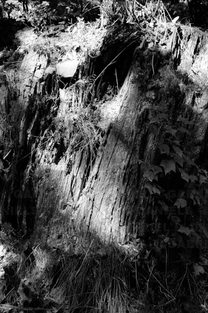 Tree stump and vegetation -- photo by Gabriel L. Daniels