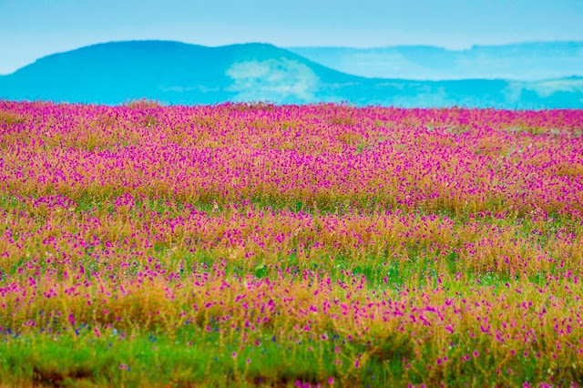 The Blooms of Kaas Plateau in Satara, Maharashtra