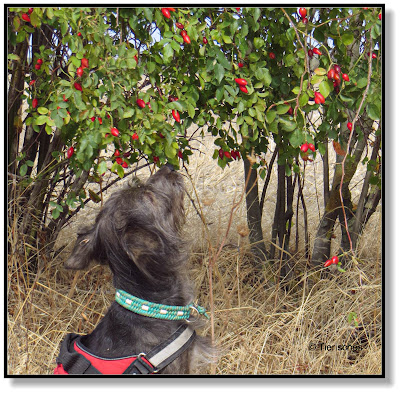 Hund pflückt Hagebutten