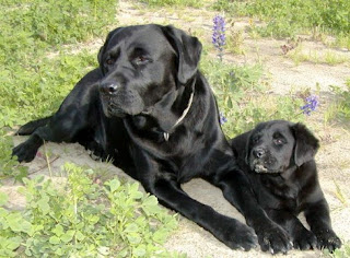 Labrador Retrievers Wallpapers