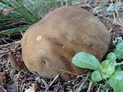 grzyby majowe, grzyby w maju, grzyby na Orawie, grzyby pod Babią Górą, borowik ceglastopory, Boletus luridoformis, muchomor mglejarka, żmija w lesie, bacówka, oscypki, sery z bacówki