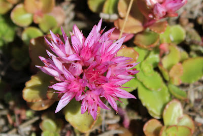 Roze Vetkruid - Rôze Himellof - Sedum spurium