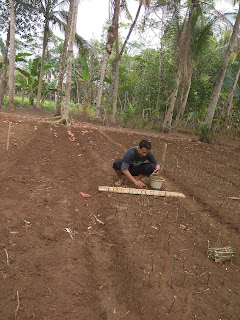 Budidaya Tanaman Katuk Organik 