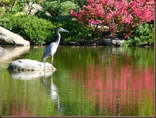 Japaneese Garden -Rockford IL