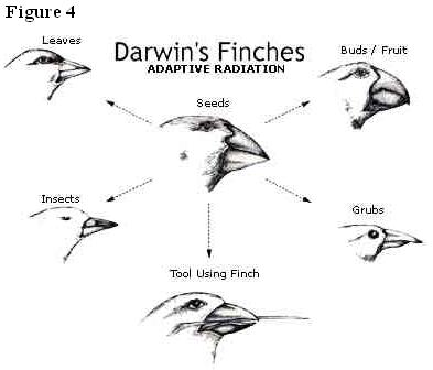 Descent with Modification: Natural Selection - Figure+4+Darwin+finches