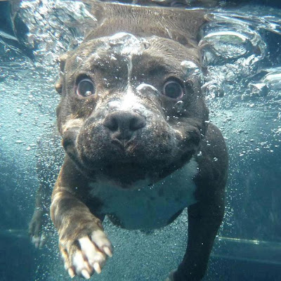 Foto de un perro debajo del agua