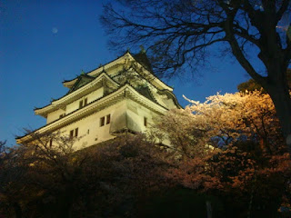 和歌山城 桜