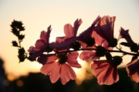 flower-spring-branch-blossoms