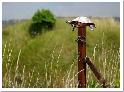 tortuga en el poste