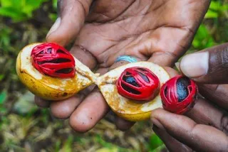 Cara Budidaya Pohon Pala