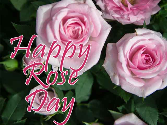 Happy Rose Day 2022 Images, Wallpapers, Pics & Photos