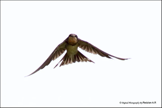 Barn Swallow (Hirundo rustica)