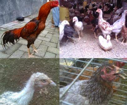  Cara Mengobati Penyakit Pernafasan Pada Ayam Ternak Ayam 