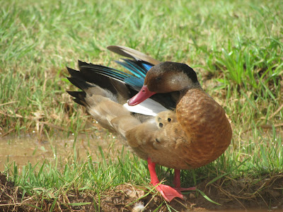 patos argentinos