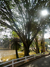 Horto Florestal de São Paulo ou Parque Estadual Albert Löfgren