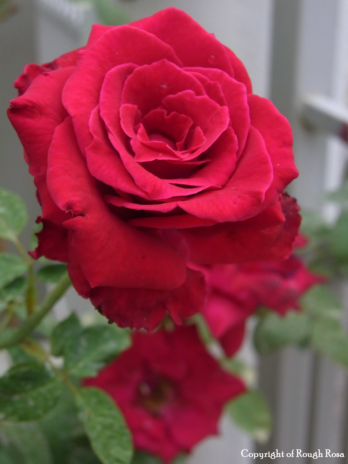 Rosa Sifu Si Pencinta Bunga  Mawar  Ku tanam pokok bunga  