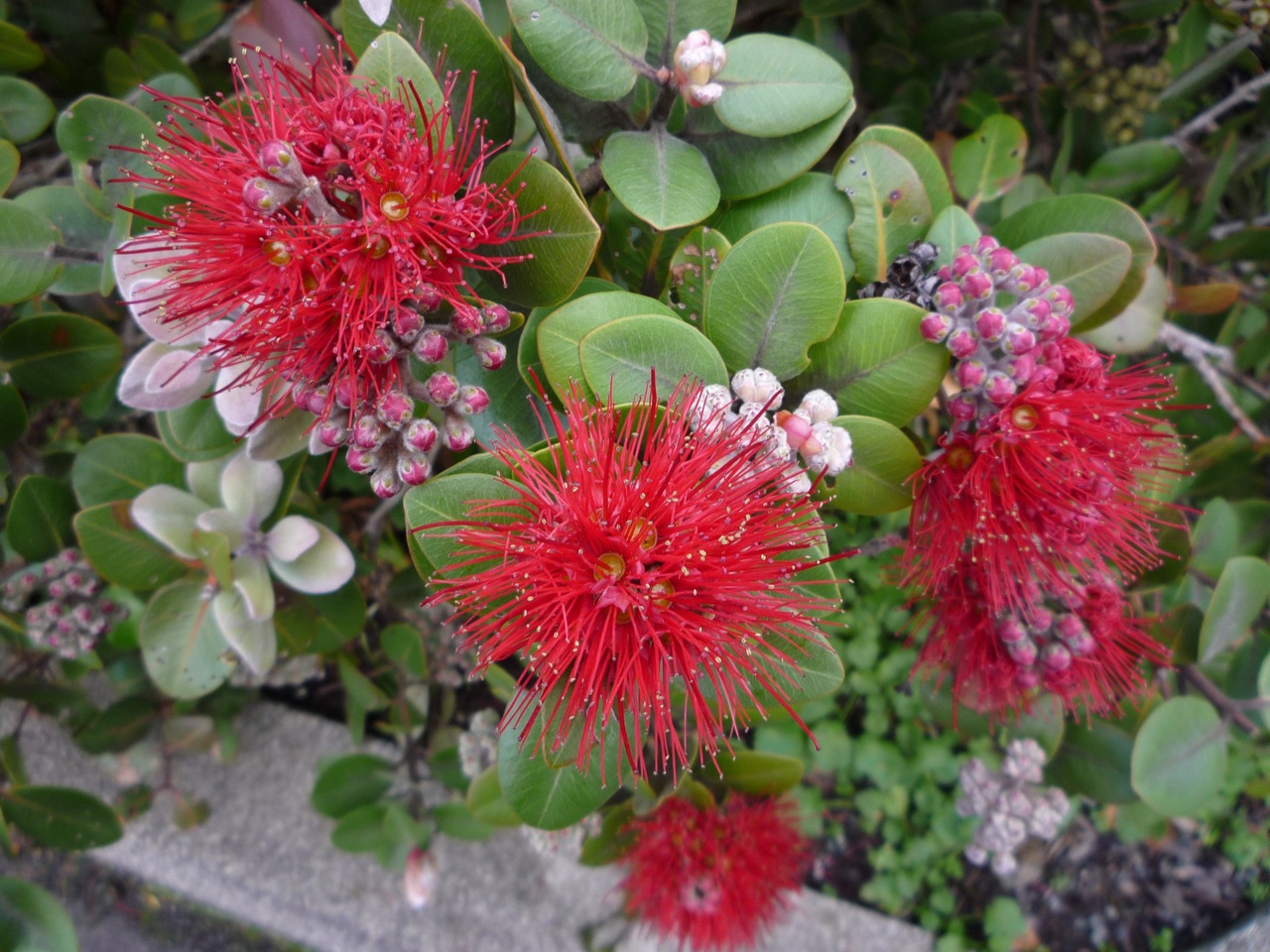 flowers of winter