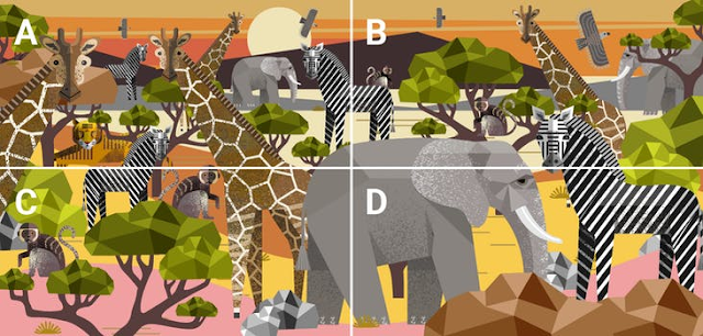 Safari Hidden Objects Quiz Answers