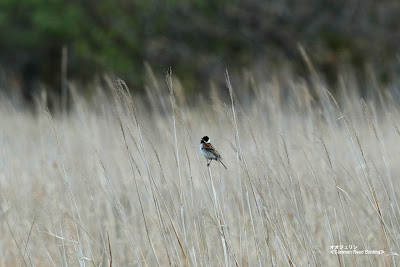 オオジュリン　≪Common Reed Bunting≫