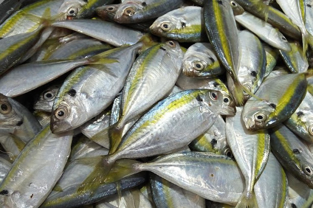 Inilah Jual Ikan Kembung Laut Jogjakarta 2020