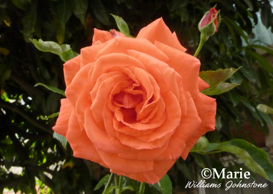 Orange rose flower photo full bloom